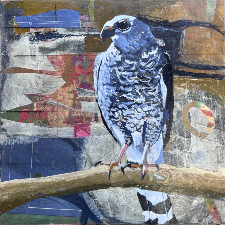 'A grey hawk with white and blue markings perches against an abstract, urban-inspired backdrop of geometric patches and weathered textures.'